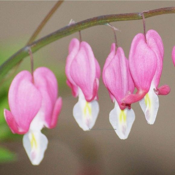 8x10 Original Photography Bleeding Hearts Blooming - Picture 1 of 1